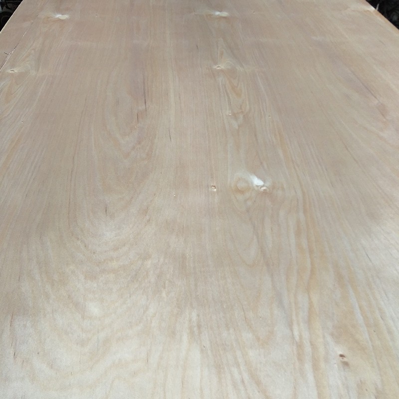 Agathis Dammara Kauri plywood